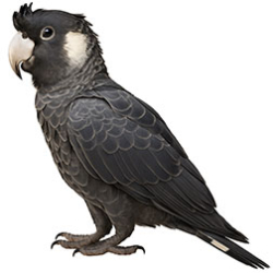 Dark Cockatoo Varieties